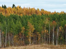 I colori della foresta, dei dettagli e del primo piano di autunno I colori variopinti degli alberi fotografia stock libera da diritti I colori della foresta, dei dettagli e del primo piano di autunno I colori variopinti degli alberi fotografia stock libera da diritti