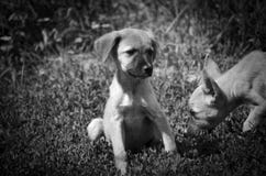I cuccioli dolci svegli giocano sull'erba fotografie stock libere da diritti I cuccioli dolci svegli giocano sull'erba fotografie stock libere da diritti