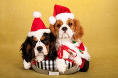I cuccioli sprezzanti di re Charles Spaniel con Santa ricopre i cappelli su fondo giallo fotografia stock I cuccioli sprezzanti di re Charles Spaniel con Santa ricopre i cappelli su fondo giallo fotografia stock
