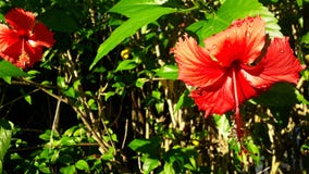 Red or orange flowers? Raindrops or sunlight? royalty free stock photography Red or orange flowers? Raindrops or sunlight? royalty free stock photography