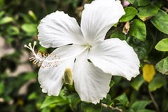 I fiori bianchi immagine stock I fiori bianchi immagine stock