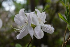 I fiori bianchi del rododendro sbocciano mazzo immagini stock I fiori bianchi del rododendro sbocciano mazzo immagini stock