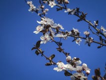 I fiori bianchi della ciliegia sbocciano contro lo sfondo di un cielo blu Molti fiori bianchi nel giorno di molla soleggiato fotografia stock libera da diritti I fiori bianchi della ciliegia sbocciano contro lo sfondo di un cielo blu Molti fiori bianchi nel giorno di molla soleggiato fotografia stock libera da diritti