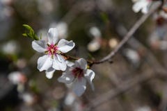 I fiori del fiore di ciliegia si chiudono su con fondo vago fotografia stock I fiori del fiore di ciliegia si chiudono su con fondo vago fotografia stock