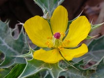 I fiori della guarnizione, un certo tempo sono buoni questo tipo di fiori fotografia stock libera da diritti I fiori della guarnizione, un certo tempo sono buoni questo tipo di fiori fotografia stock libera da diritti