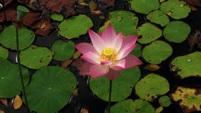 I fiori di Lotus fioriscono dal lago nero e dal lago immagini stock libere da diritti I fiori di Lotus fioriscono dal lago nero e dal lago immagini stock libere da diritti