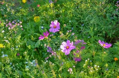 i fiori fanno il giardinaggio molti fotografie stock i fiori fanno il giardinaggio molti fotografie stock