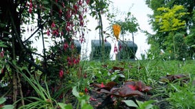 I fiori fucsia sul movimento della macchina fotografica dell'albero permette di vedere il fiore da tutti i lati archivi video I fiori fucsia sul movimento della macchina fotografica dell'albero permette di vedere il fiore da tutti i lati archivi video