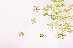 I fiori lilla hanno presentato su un fondo bianco Immagine di colore fotografia stock I fiori lilla hanno presentato su un fondo bianco Immagine di colore fotografia stock