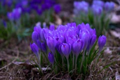 I fiori porpora stanno fiorendo dal groud all'inizio della s immagini stock I fiori porpora stanno fiorendo dal groud all'inizio della s immagini stock