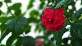 I fiori rossi dell'ibisco fioriscono nel sole di primo mattino immagine stock I fiori rossi dell'ibisco fioriscono nel sole di primo mattino immagine stock