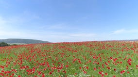 I fiori rossi in grano hanno archivato il giorno di molla soleggiato colpo Vista superiore del campo del papavero un giorno soleg immagini stock I fiori rossi in grano hanno archivato il giorno di molla soleggiato colpo Vista superiore del campo del papavero un giorno soleg immagini stock