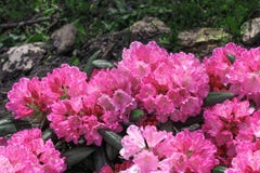 I fiori tropicali rosa luminosi si chiudono su su fondo di erba e delle pietre immagini stock I fiori tropicali rosa luminosi si chiudono su su fondo di erba e delle pietre immagini stock