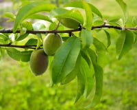 I frutti dell'albicocca verde si sviluppano su un ramo nel giardino Giovane albicocca non matura verde fotografia stock libera da diritti I frutti dell'albicocca verde si sviluppano su un ramo nel giardino Giovane albicocca non matura verde fotografia stock libera da diritti