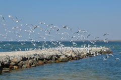 I gabbiani bianchi filano sopra il mare fotografia stock libera da diritti I gabbiani bianchi filano sopra il mare fotografia stock libera da diritti