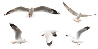 I gabbiani di mare di volo hanno messo, isolato su fondo bianco fotografia stock I gabbiani di mare di volo hanno messo, isolato su fondo bianco fotografia stock