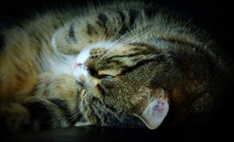 I gatti dormono fino a 16 ore al giorno, a volte su e giù e questa con un occhio aperto fotografie stock I gatti dormono fino a 16 ore al giorno, a volte su e giù e questa con un occhio aperto fotografie stock