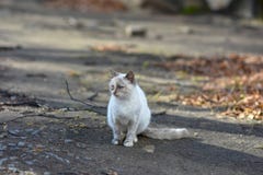 I gatti infelici vivono sulle vie, cercanti l'alimento fotografia stock libera da diritti I gatti infelici vivono sulle vie, cercanti l'alimento fotografia stock libera da diritti