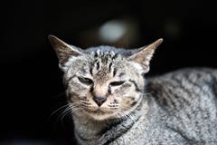 I gatti restano dalla finestra nel pomeriggio fotografia stock libera da diritti I gatti restano dalla finestra nel pomeriggio fotografia stock libera da diritti