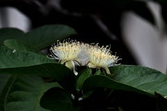 I germogli di fiore bianco da di guaiavo sono in fioritura fotografie stock I germogli di fiore bianco da di guaiavo sono in fioritura fotografie stock