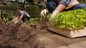 I giardinieri della donna e dell'uomo stanno ordinando le piantine prima della piantatura in terra aperta in serra video d archivio I giardinieri della donna e dell'uomo stanno ordinando le piantine prima della piantatura in terra aperta in serra video d archivio
