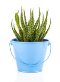 I humilis dell'aloe è specie del genere aloe Fotografia Stock Libera da Diritti I humilis dell'aloe è specie del genere aloe Fotografia Stock Libera da Diritti