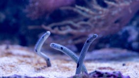 Snakes in an Aquarium, or something like it royalty free stock photos Snakes in an Aquarium, or something like it royalty free stock photos