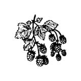 I lamponi disegnati a mano delle bacche di vettore si ramificano illustrazione disegnata a mano su fondo bianco royalty illustrazione gratis I lamponi disegnati a mano delle bacche di vettore si ramificano illustrazione disegnata a mano su fondo bianco royalty illustrazione gratis