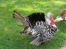I ` m un pavo y orgulloso de él imagen de archivo I ` m un pavo y orgulloso de él imagen de archivo