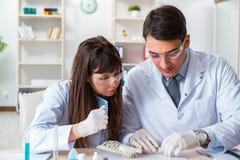 I paleontologi che esaminano le ossa degli animali estinti immagini stock I paleontologi che esaminano le ossa degli animali estinti immagini stock