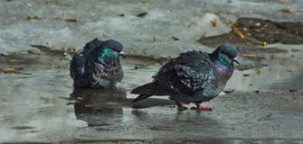 I piccioni bagnano in stagni di acqua di fusione del ghiaccio fotografia stock libera da diritti I piccioni bagnano in stagni di acqua di fusione del ghiaccio fotografia stock libera da diritti