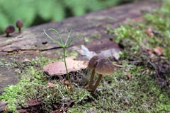 I piccoli funghi minuscoli ed il mini pino stanno sviluppando sul vecchio tronco di albero caduto fotografie stock I piccoli funghi minuscoli ed il mini pino stanno sviluppando sul vecchio tronco di albero caduto fotografie stock