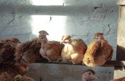 I polli stanno sedendo su un bastone in una gabbia di pollo fotografia stock libera da diritti I polli stanno sedendo su un bastone in una gabbia di pollo fotografia stock libera da diritti