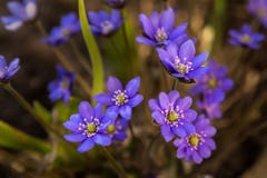 I primi fiori della molla del primo piano blu-viola di colore sui precedenti al suolo fotografia stock libera da diritti I primi fiori della molla del primo piano blu-viola di colore sui precedenti al suolo fotografia stock libera da diritti