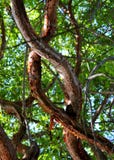 I rami di albero variopinti del vuoto del gombo si sono intrecciati in Islamorada nelle chiavi di Florida fotografie stock libere da diritti I rami di albero variopinti del vuoto del gombo si sono intrecciati in Islamorada nelle chiavi di Florida fotografie stock libere da diritti