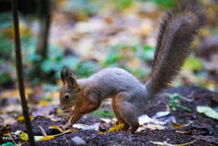 I skog döljer ekorren muttrar för vintern lagrat arkivbild I skog döljer ekorren muttrar för vintern lagrat arkivbild