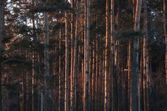 I tronchi degli alberi all'alba la foresta nei primi raggi del sole di mattina luce calda nel parco un chiaro giorno gelido fotografia stock I tronchi degli alberi all'alba la foresta nei primi raggi del sole di mattina luce calda nel parco un chiaro giorno gelido fotografia stock