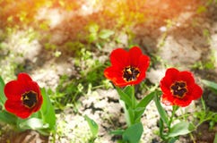 I tulipani rossi un giorno luminoso soleggiato, molla fiorisce in giardino Fotografia Stock I tulipani rossi un giorno luminoso soleggiato, molla fiorisce in giardino Fotografia Stock