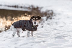 I vinter är Jack Russell Terrier med laget stå och se framåtriktat på solnedgången arkivfoto I vinter är Jack Russell Terrier med laget stå och se framåtriktat på solnedgången arkivfoto