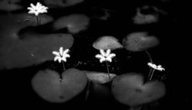 I wildflowers bianchi si sviluppano lungo i laghi del giglio, fotografia stock I wildflowers bianchi si sviluppano lungo i laghi del giglio, fotografia stock