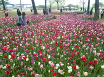 Ibaraki, Japan-April 16, 2018 : Tourists are admiring tulips in Royalty Free Stock Photo Ibaraki, Japan-April 16, 2018 : Tourists are admiring tulips in Royalty Free Stock Photo