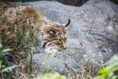 Iberian Lynx Chasing A Bird Stock Photos Iberian Lynx Chasing A Bird Stock Photos