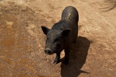 Iberisch varken zoals de modder stock foto Iberisch varken zoals de modder stock foto