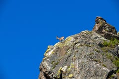 Ibex climb in the mountains against the blue sky royalty free stock photography Ibex climb in the mountains against the blue sky royalty free stock photography