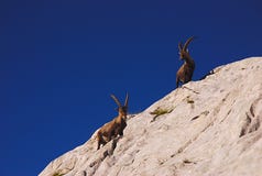 Ibex, Dolomites Stock Image
