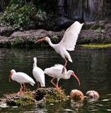 Ibis bianco americano Immagini Stock Ibis bianco americano Immagini Stock