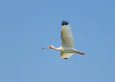 Ibis bianco americano in volo Immagine Stock Libera da Diritti Ibis bianco americano in volo Immagine Stock Libera da Diritti