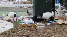 Ibis en Zeemeeuwen die Afvaldraagstoel op Grond eten Ibis en Zeemeeuwen die Afvaldraagstoel op Grond eten