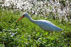 Ibis looking for food royalty free stock image Ibis looking for food royalty free stock image