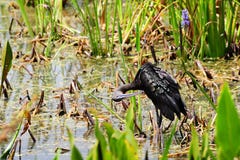 IBIS lustré lissant Photo stock IBIS lustré lissant Photo stock